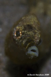 Portrait study of a Stick Pipefish. Taken with D200 and 1... by David Henshaw 